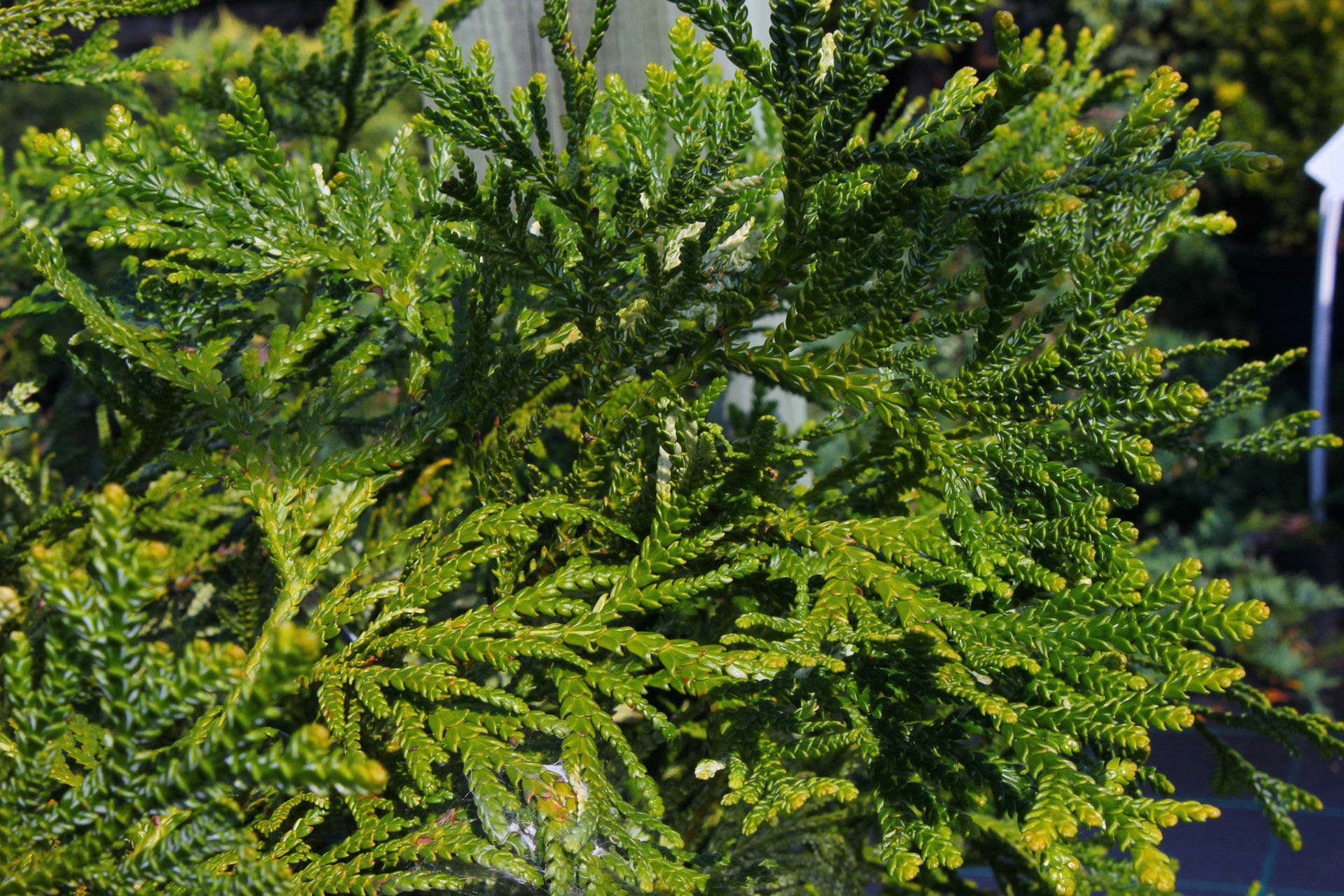 Thujopsisdolabrata Japānas patūja