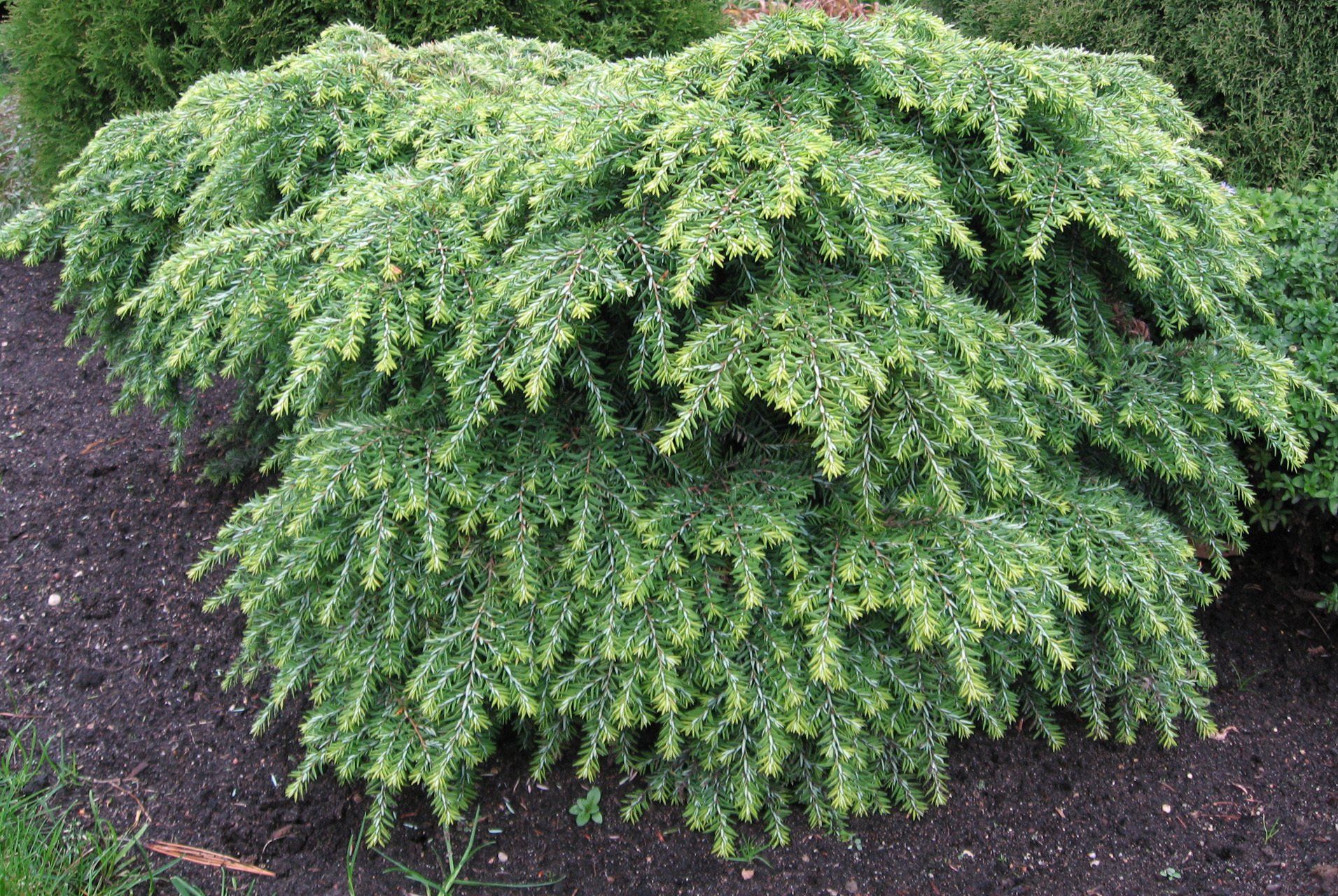 Tsuga+canadensis Jeddeloh Kanādas hemlokegle