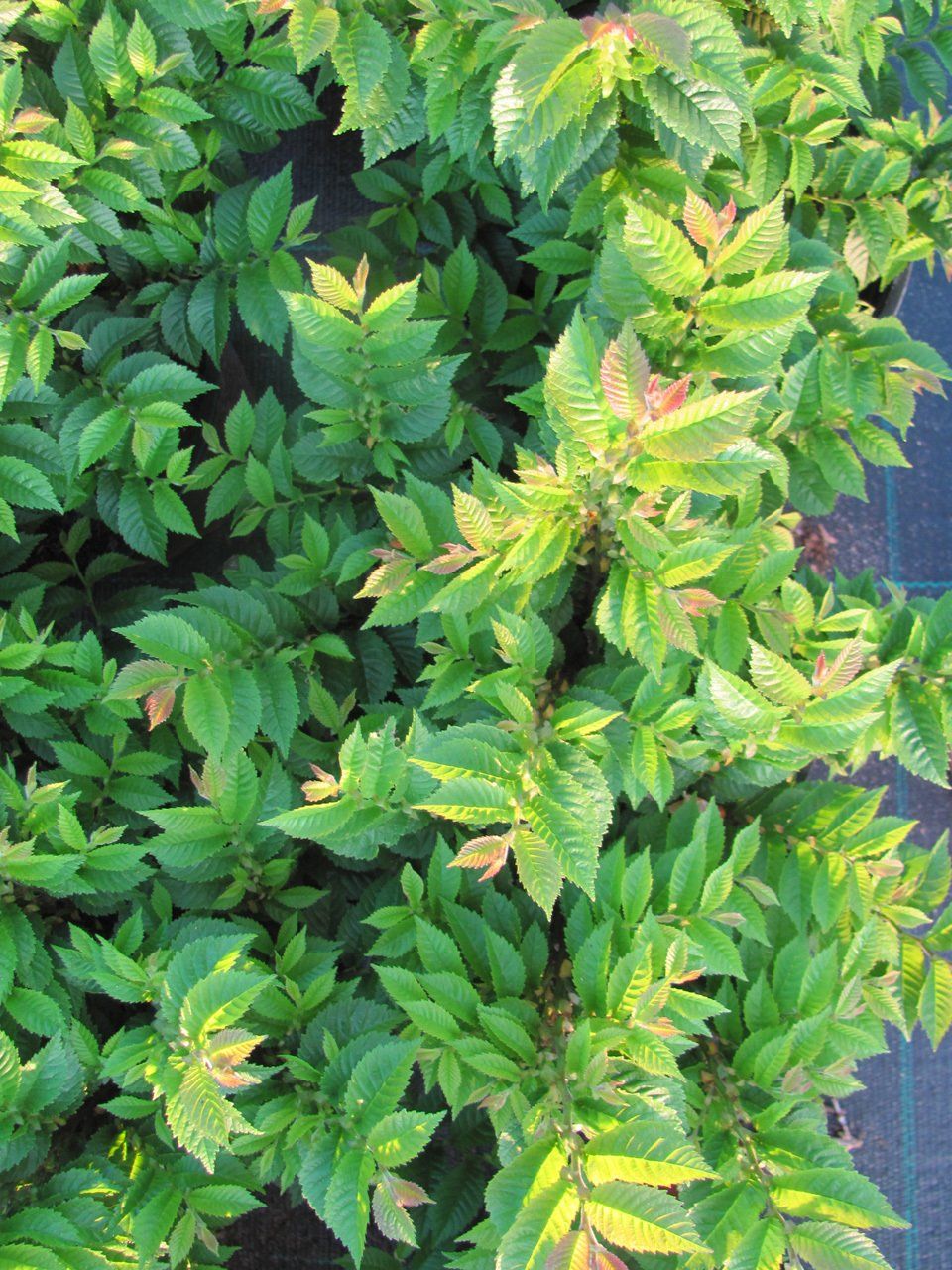 Ulmus hollandica Jacquelin Hillier Holandes goba