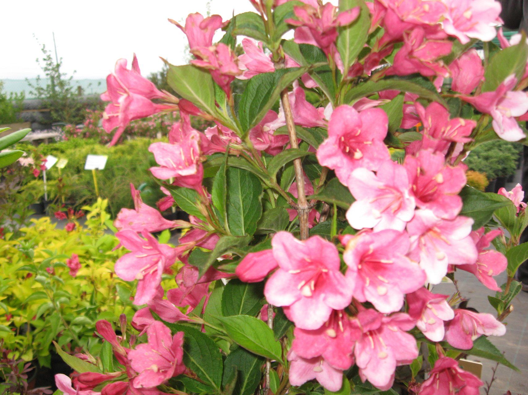 Veigela florida Krāšņā veigela