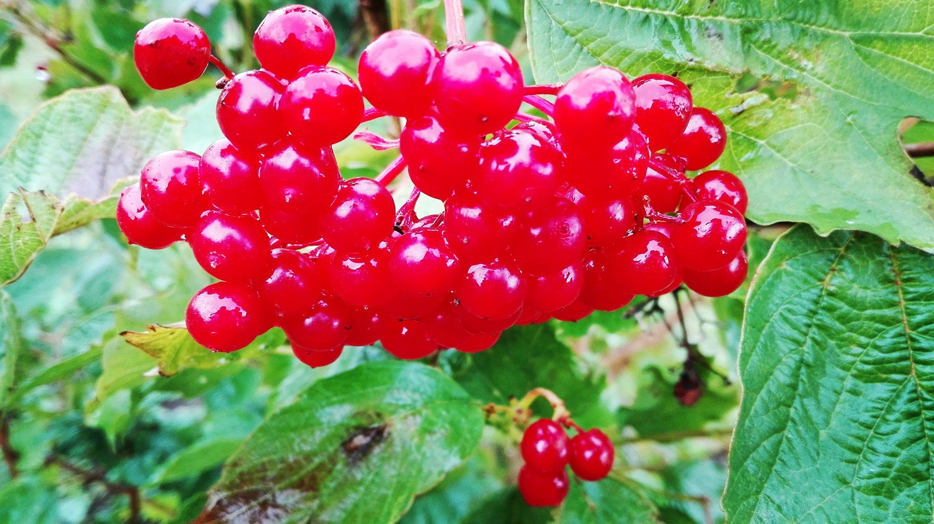 Viburnum opulus 'Kijevskaja Sadovaja Ēdamā Irbene