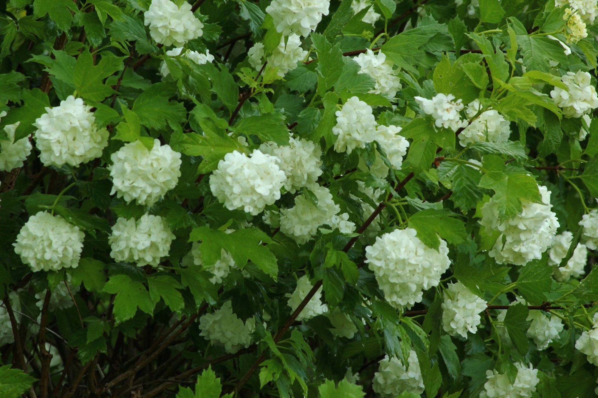 Viburnum opulus Roseum Parastā irbene
