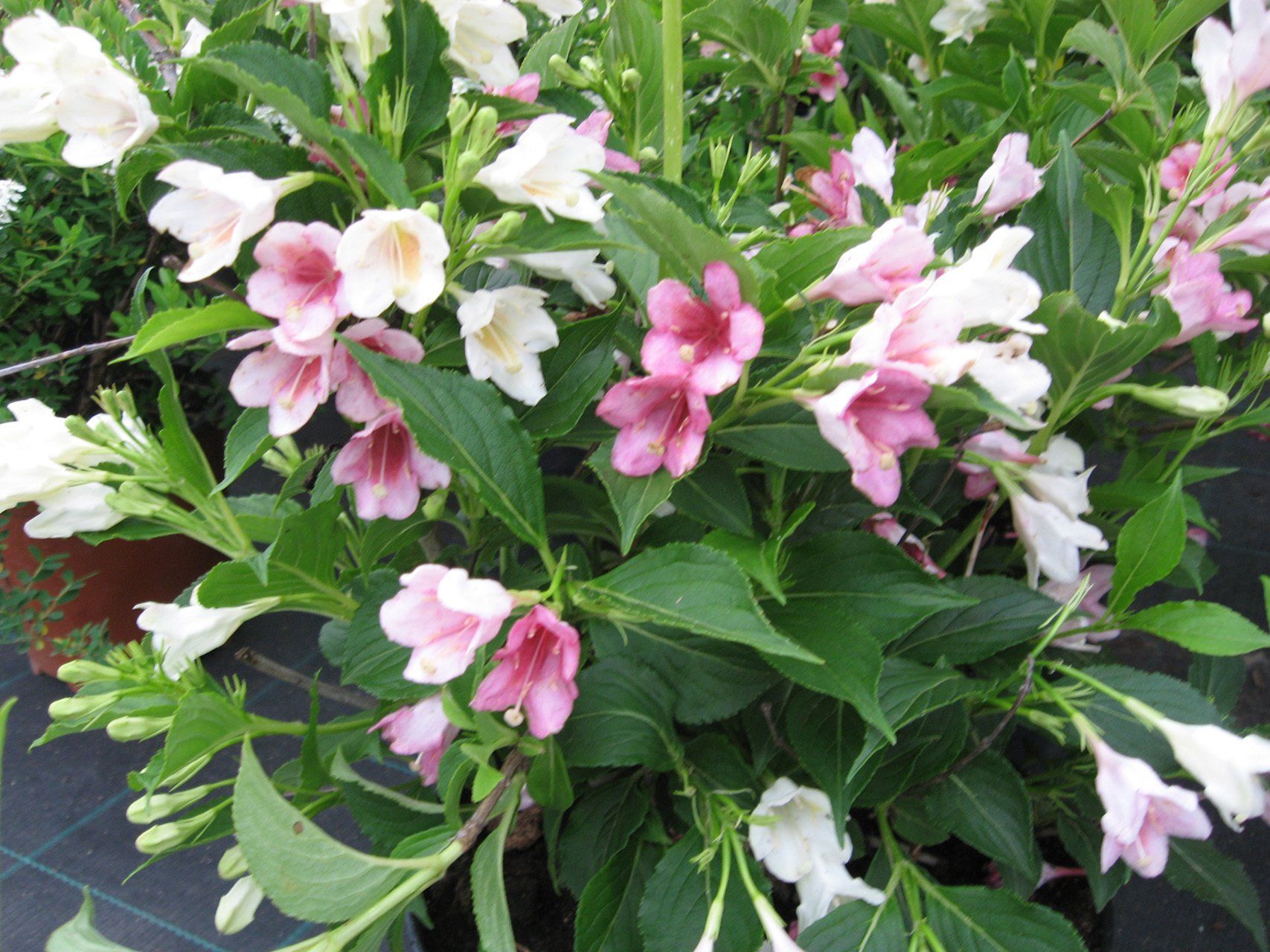 Weigela Candida Veigela