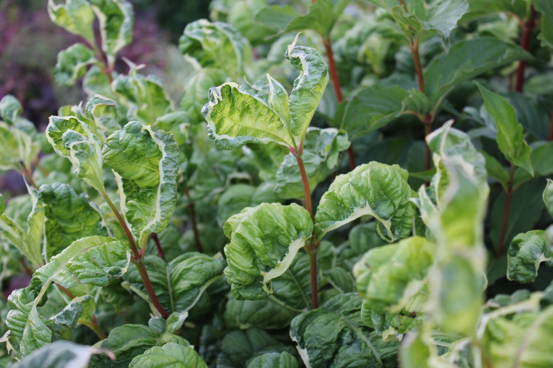 Weigela Caricature Veigela