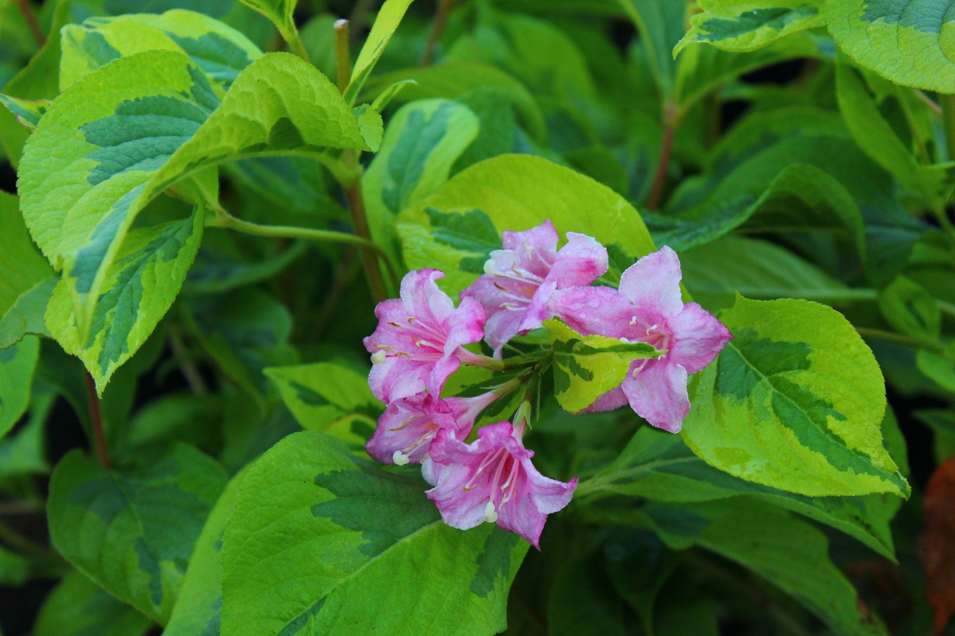 Weigela Nana Variegata Veigela