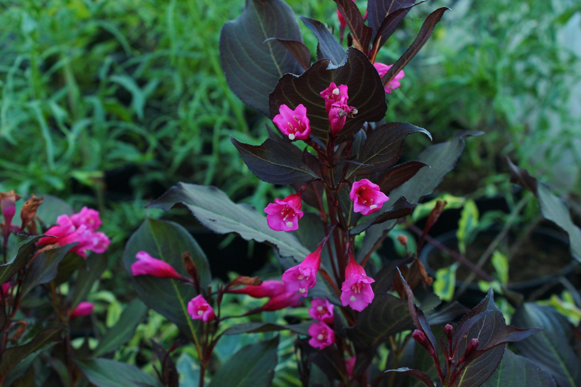 Weigela Viktoria Veigela