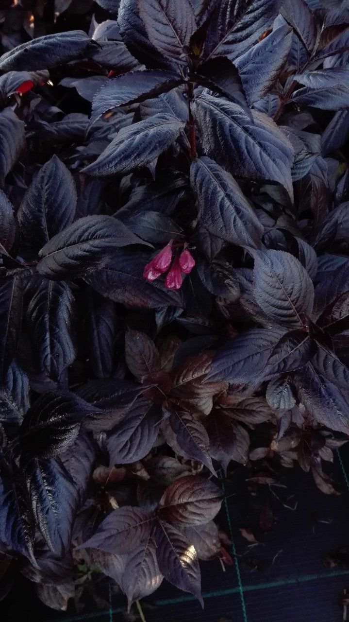 Weigela florida Minor Black
