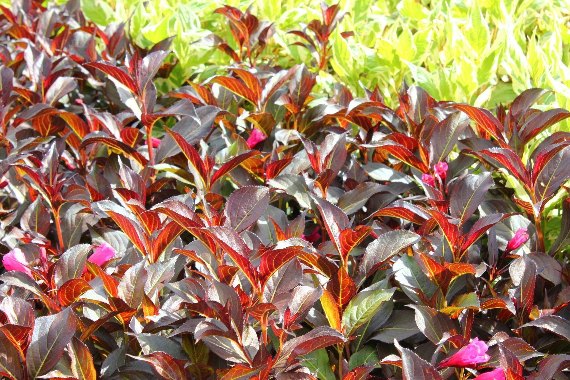 Weigela florida Alexandra