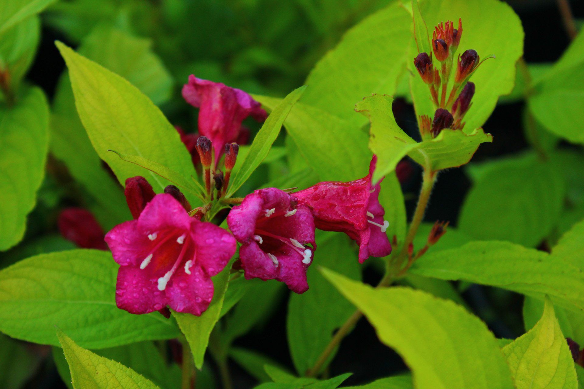 Weigela florida Aurea Veigela