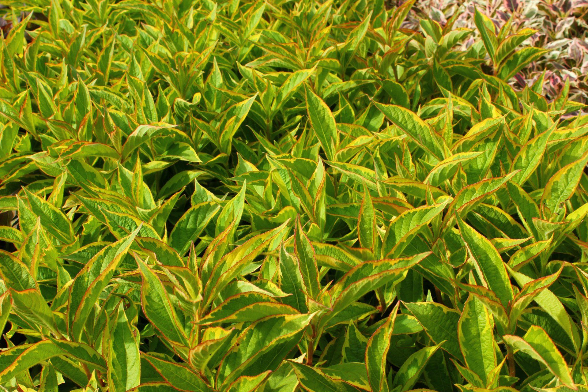 Weigela florida Brigella Krāšņā veigela