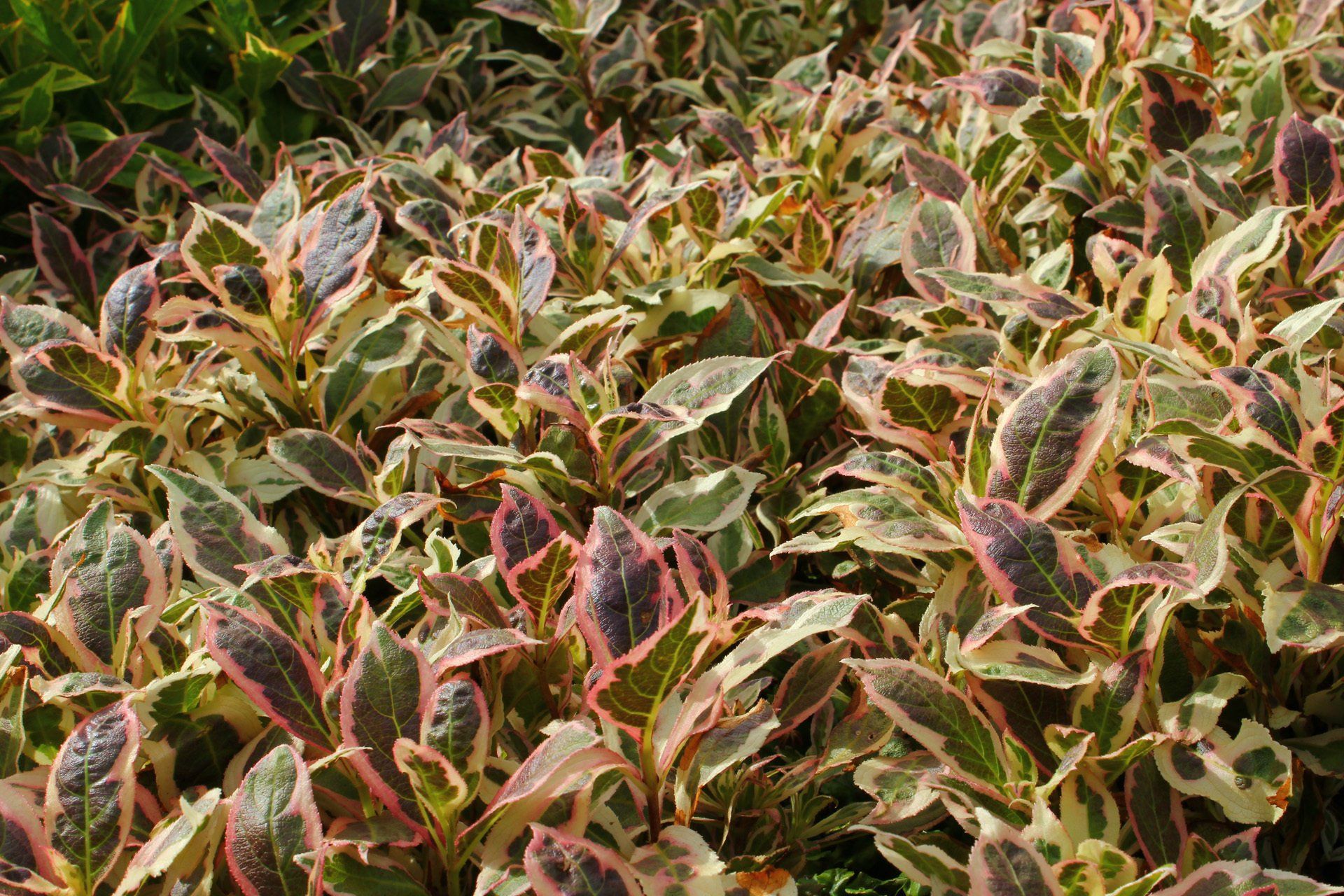 Weigela florida Monet Krāšņa veigela