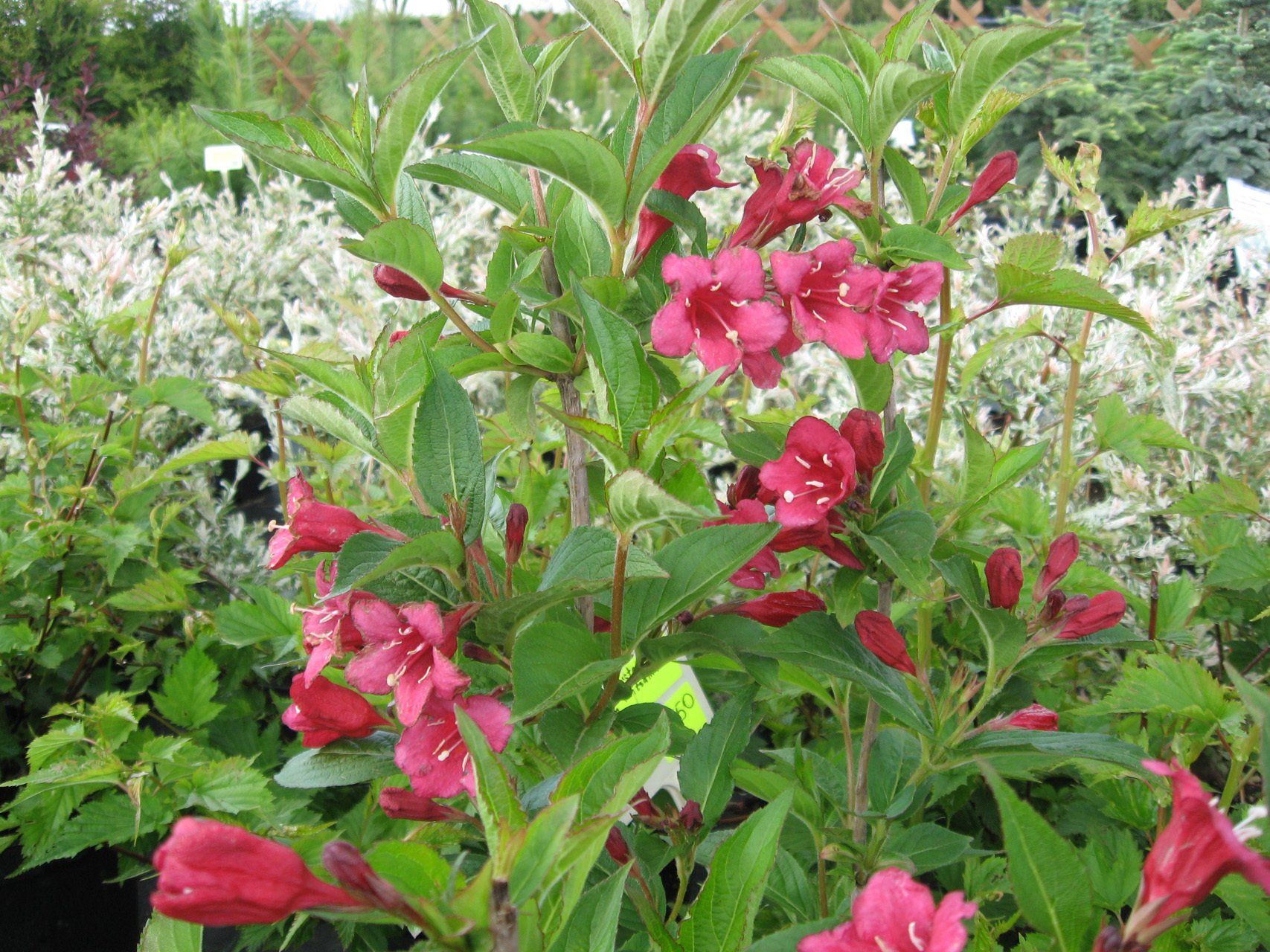 Weigela florida New Port Red