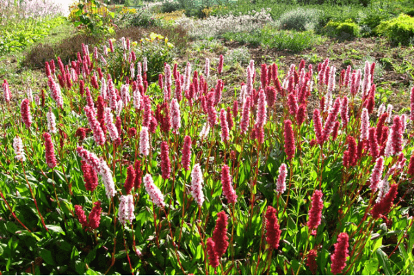 zemcietes, kur nopirkt stādus, Raibā sūrene