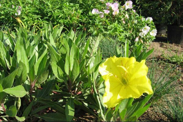 zemcietes, stādi, robežnieki, Misūri naktssvece