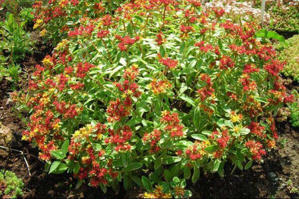 Zemcietes, stādi, lapu koki, lapu krūmi, Laimiņš