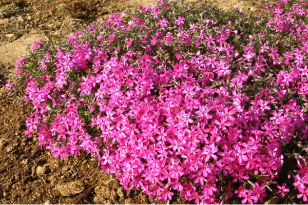 ziemcietes, Robežnieki,  stādi, Aslapu floksis