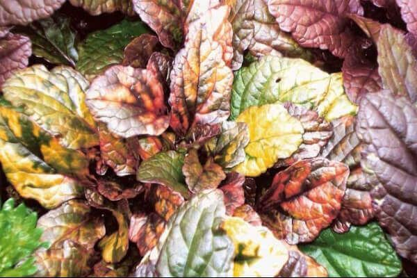 Kokaudzētava robēznieki, robežnieki, Ložnu cekuliņš Tricolor