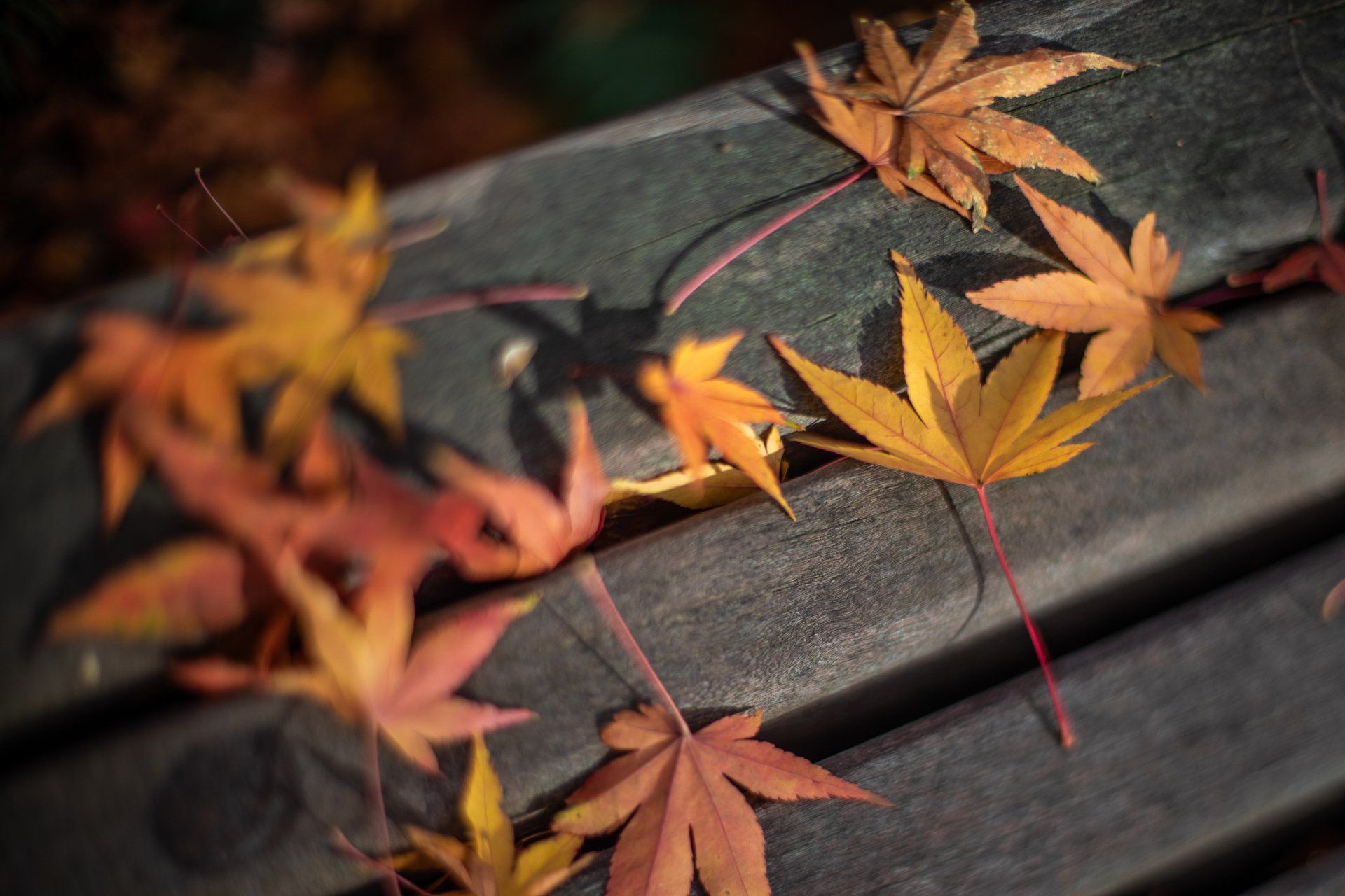 A bunch of leaves are laying on a wooden bench.