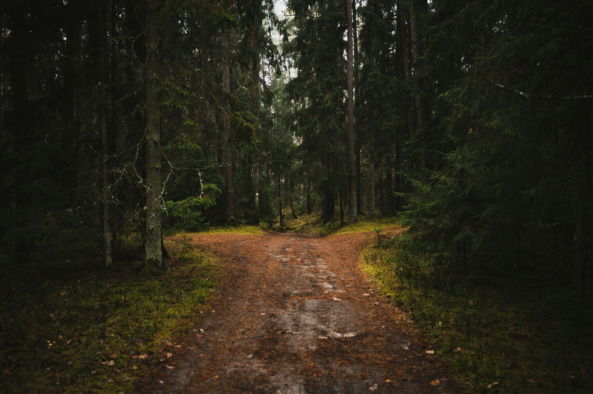 A winding dirt path through a dark, dense forest with mossy ground and tall trees