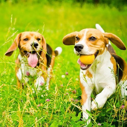 Two beagle dogs are playing with a ball in the grass.