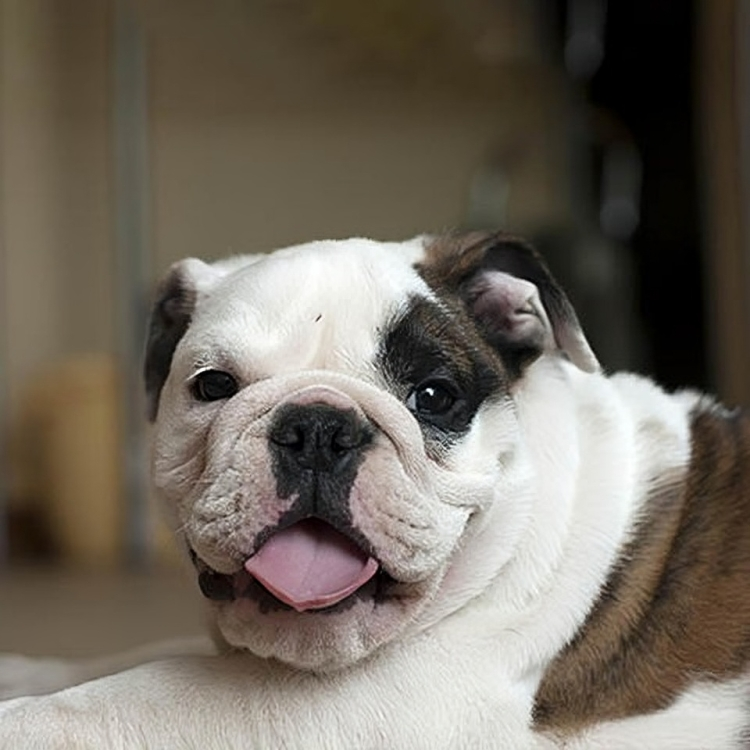 A close up of a brown and white bulldog with its tongue hanging out.