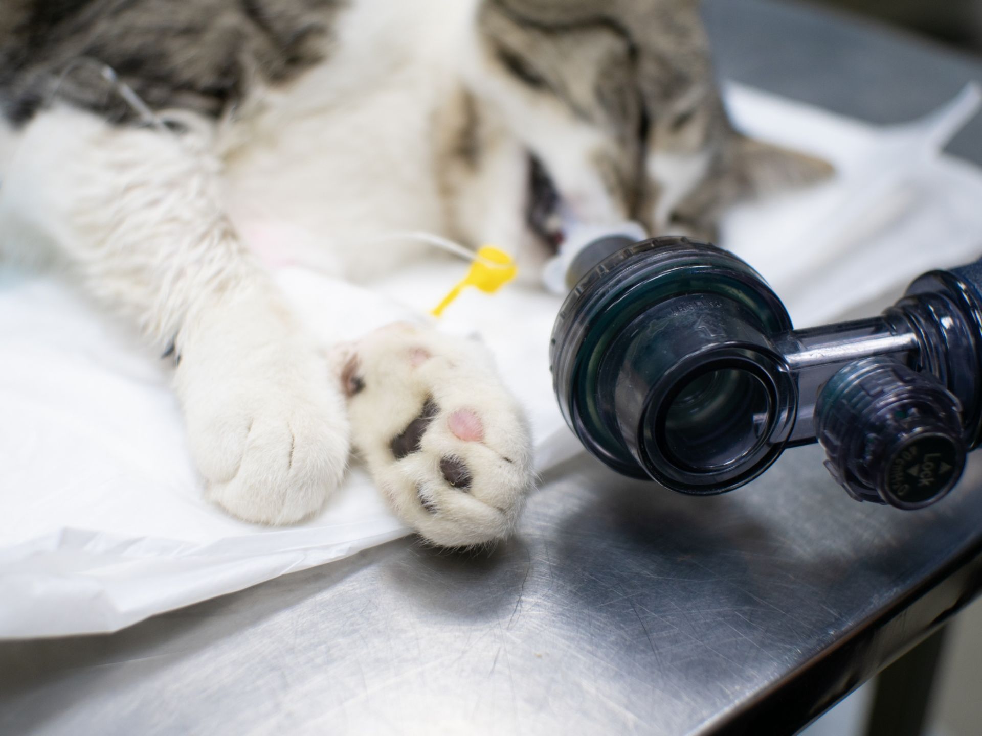 Cat on a table with a medical instrument; paw and instrument in focus, yellow tube.