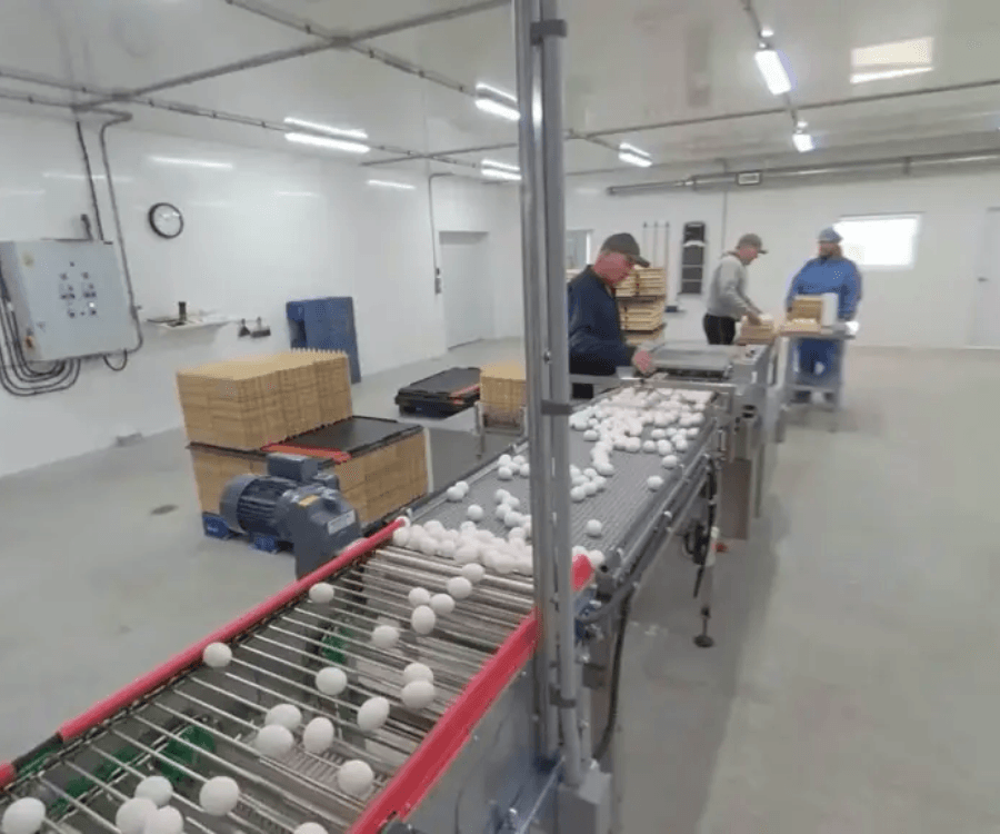 A conveyor belt filled with eggs in a factory