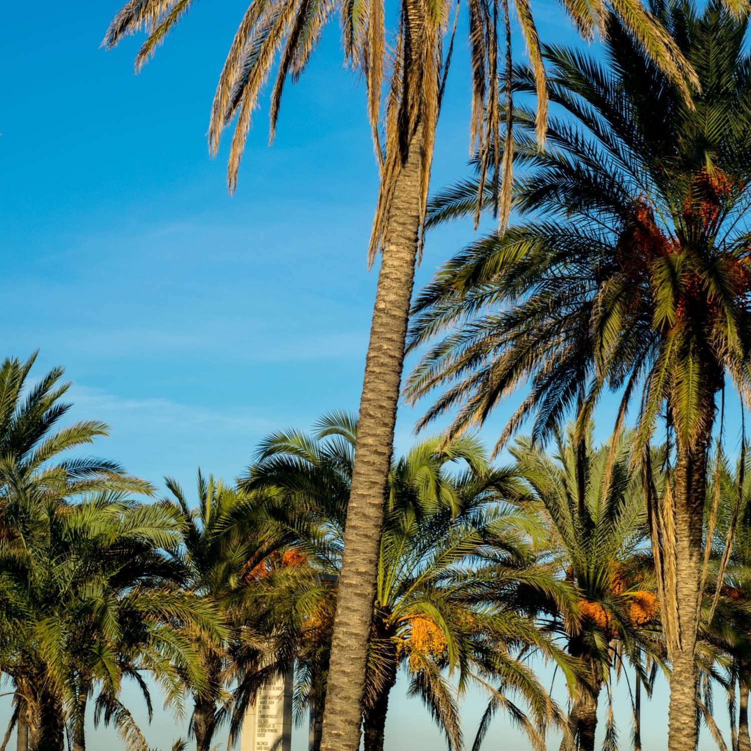 A cluster of palm trees with green fronds and some orange fruit against a clear blue sky.