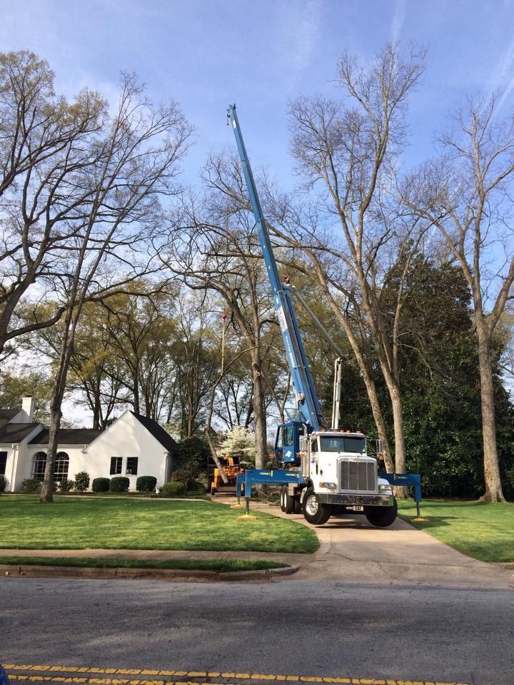 A tree service truck with a boom lift trimming a tall tree in front of a white house and lawn.