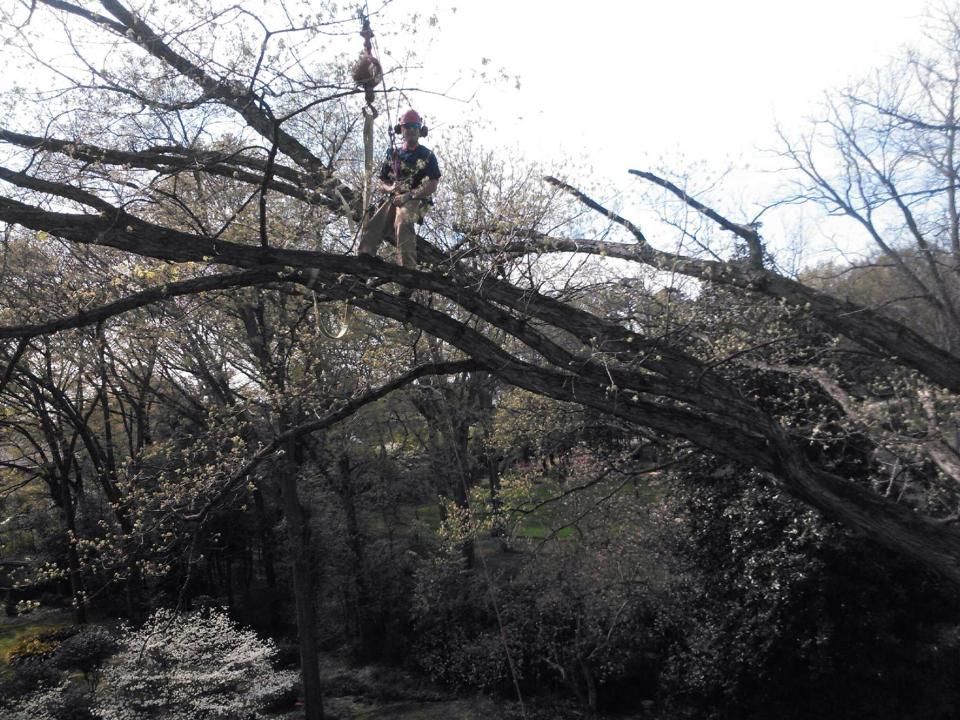 Arborist in safety gear on a tree branch, using a chainsaw to remove a branch. Outdoors.