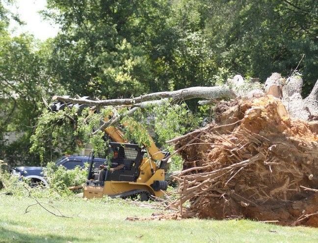 Yellow skid steer removing a fallen tree with exposed roots in a grassy area.