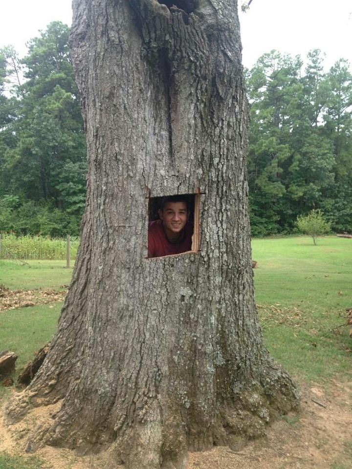 Person smiling from a square opening in a large tree trunk in a grassy field.