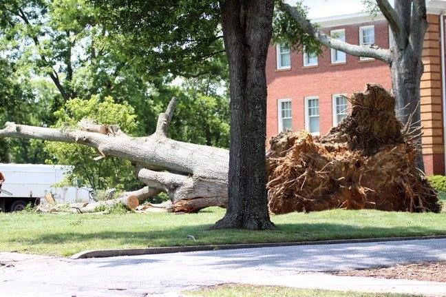 Fallen tree with exposed roots on a lawn, near a building.