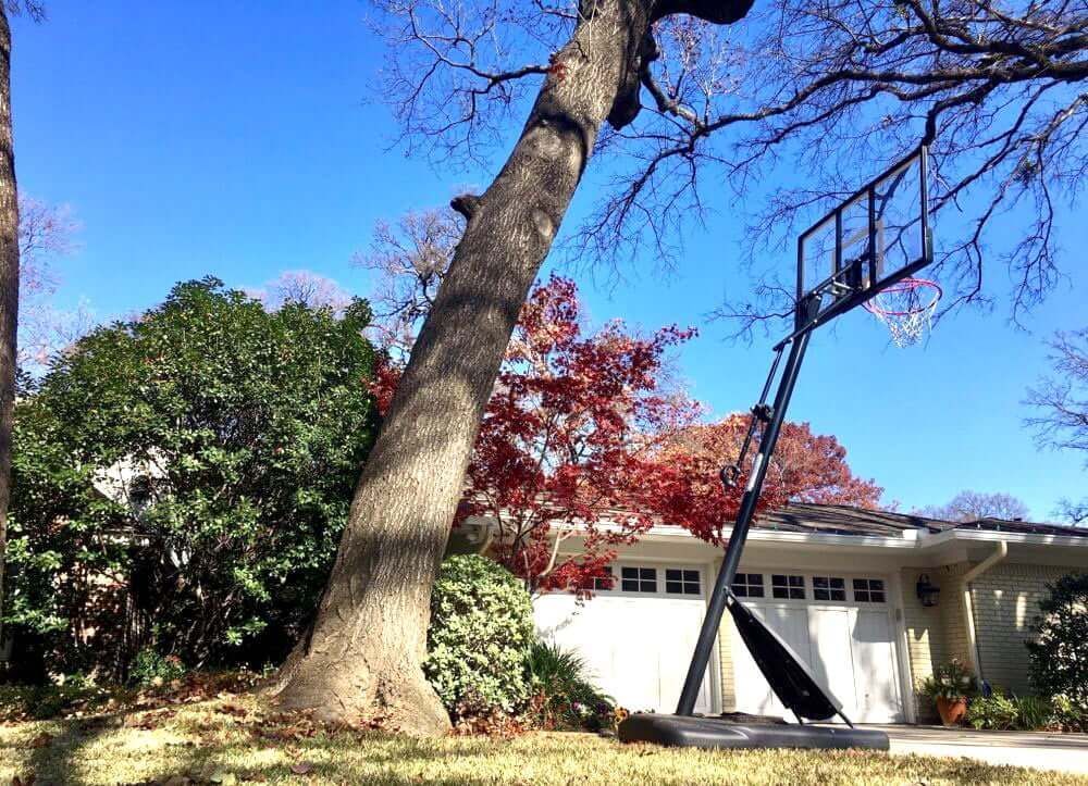 A basketball hoop set up near a tree and house on a sunny day.