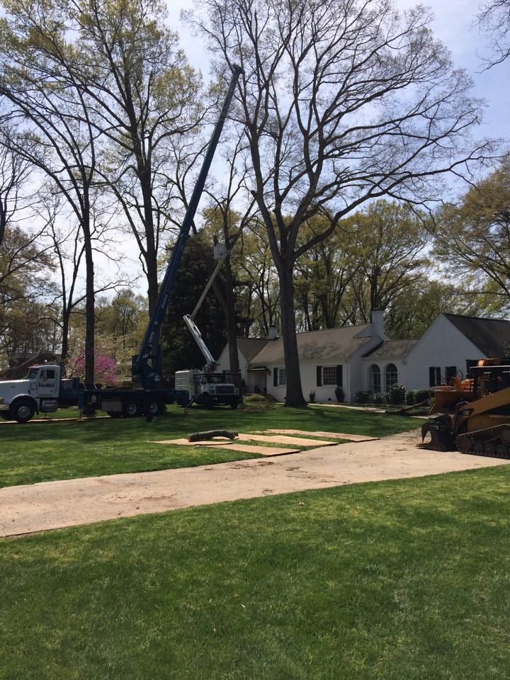 Cranes trimming trees in front of a house on a sunny day.