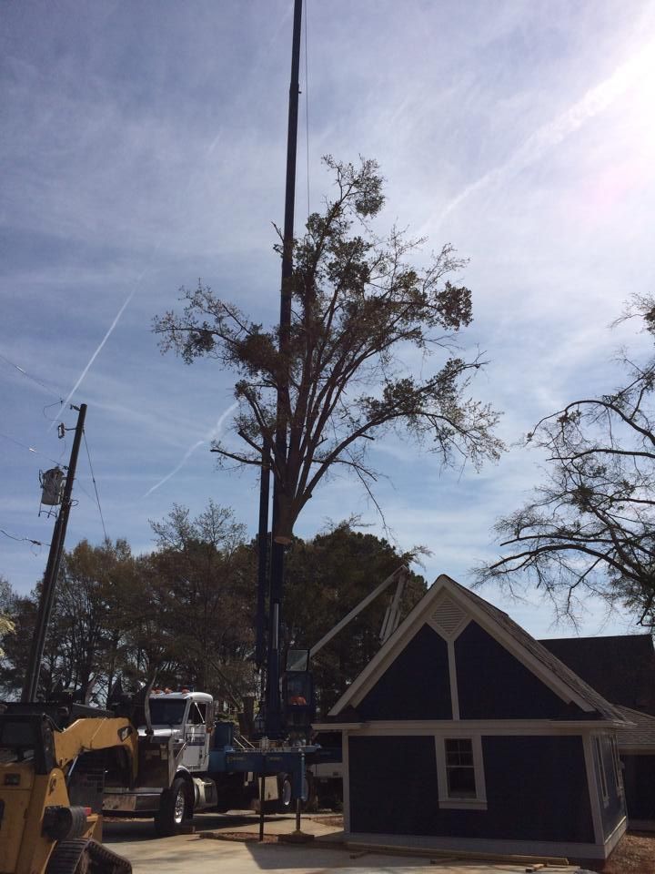 Crane trimming a tall tree next to a blue building, with a utility pole in the foreground.