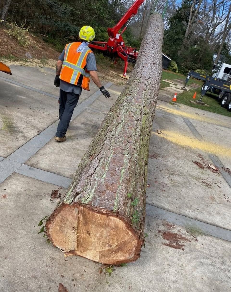 Man in safety vest by a large felled tree trunk on concrete. A red crane is in the background.