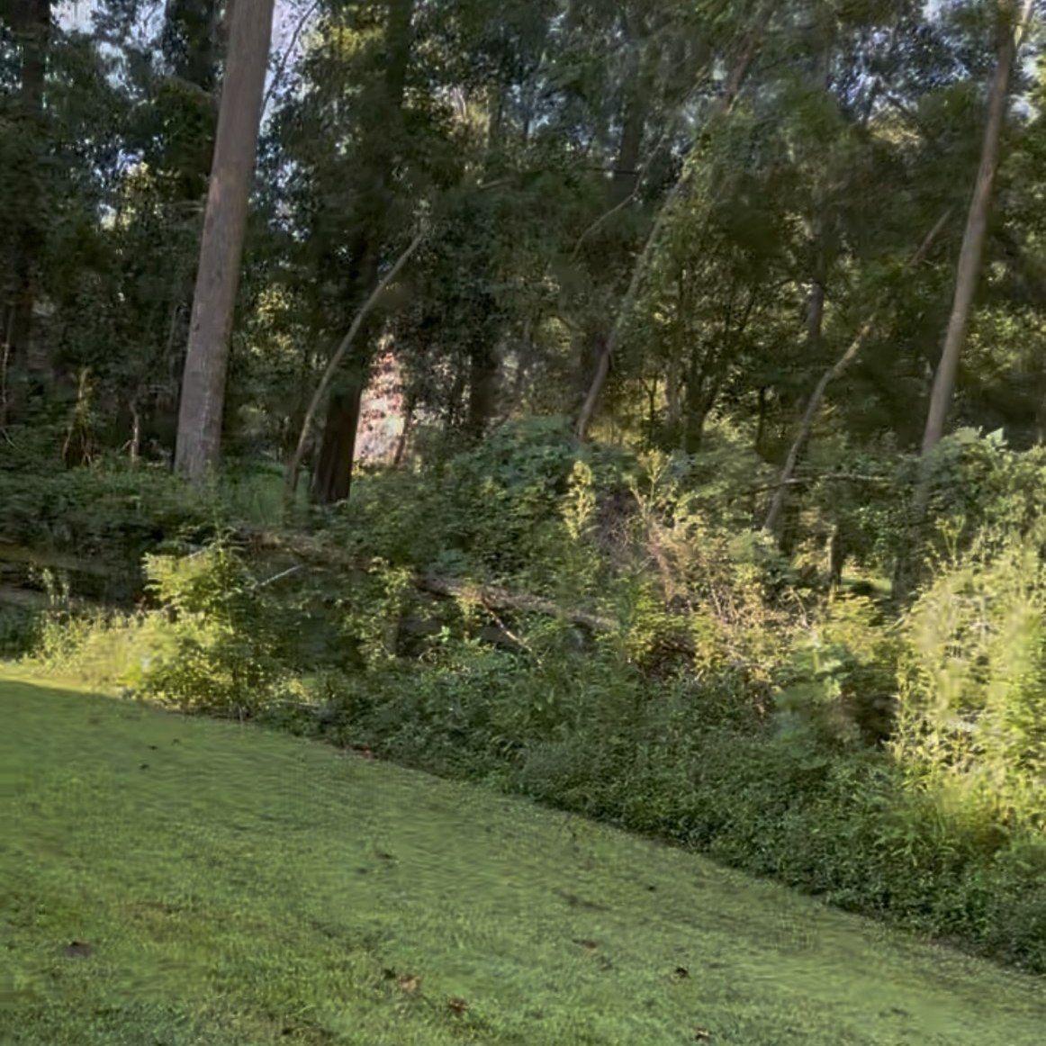 A sunny, grassy yard with a forest background. Fallen branches and greenery block the view.