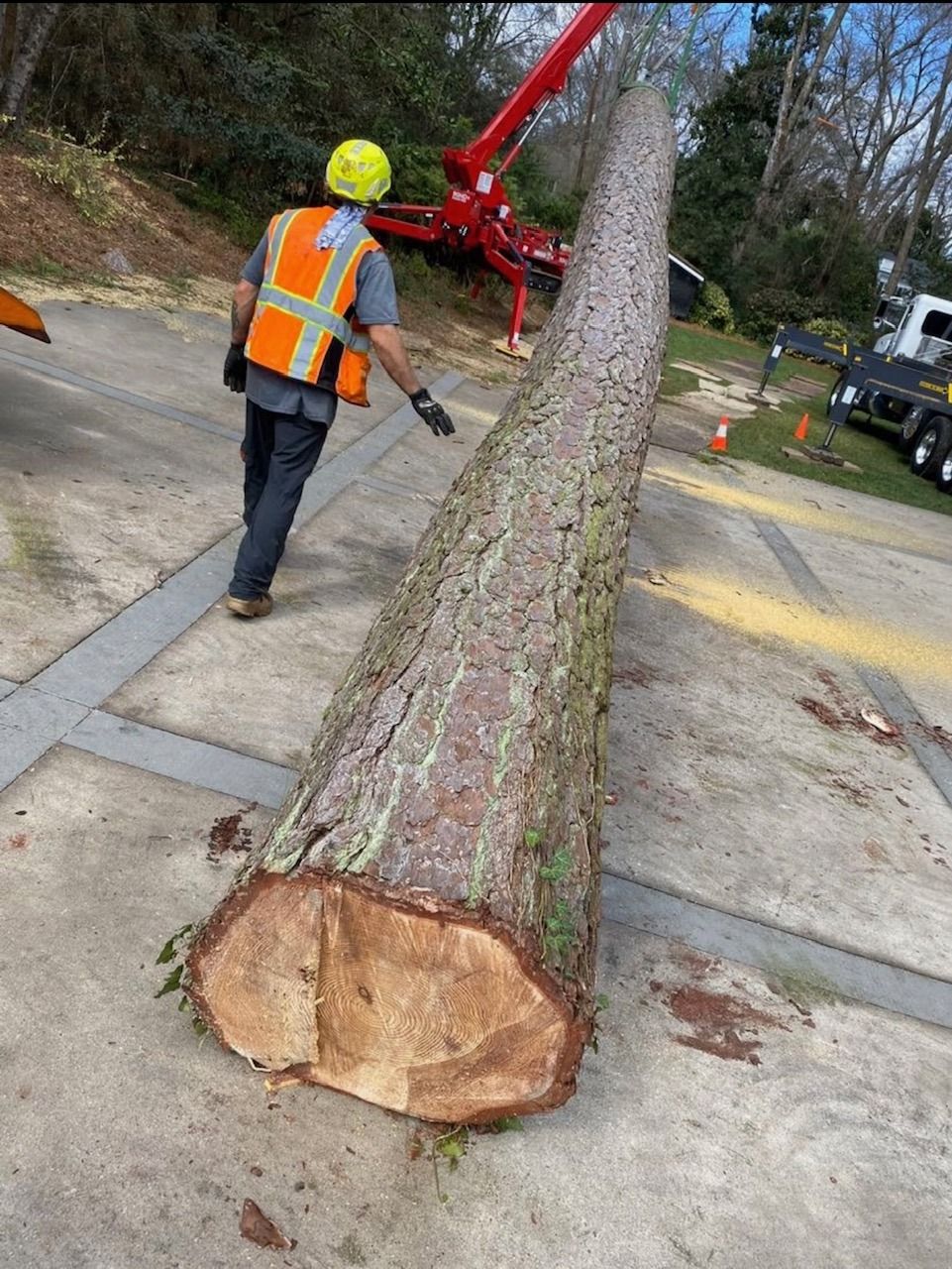 Worker in safety vest examines a freshly cut tree trunk on a paved surface near an aerial lift.