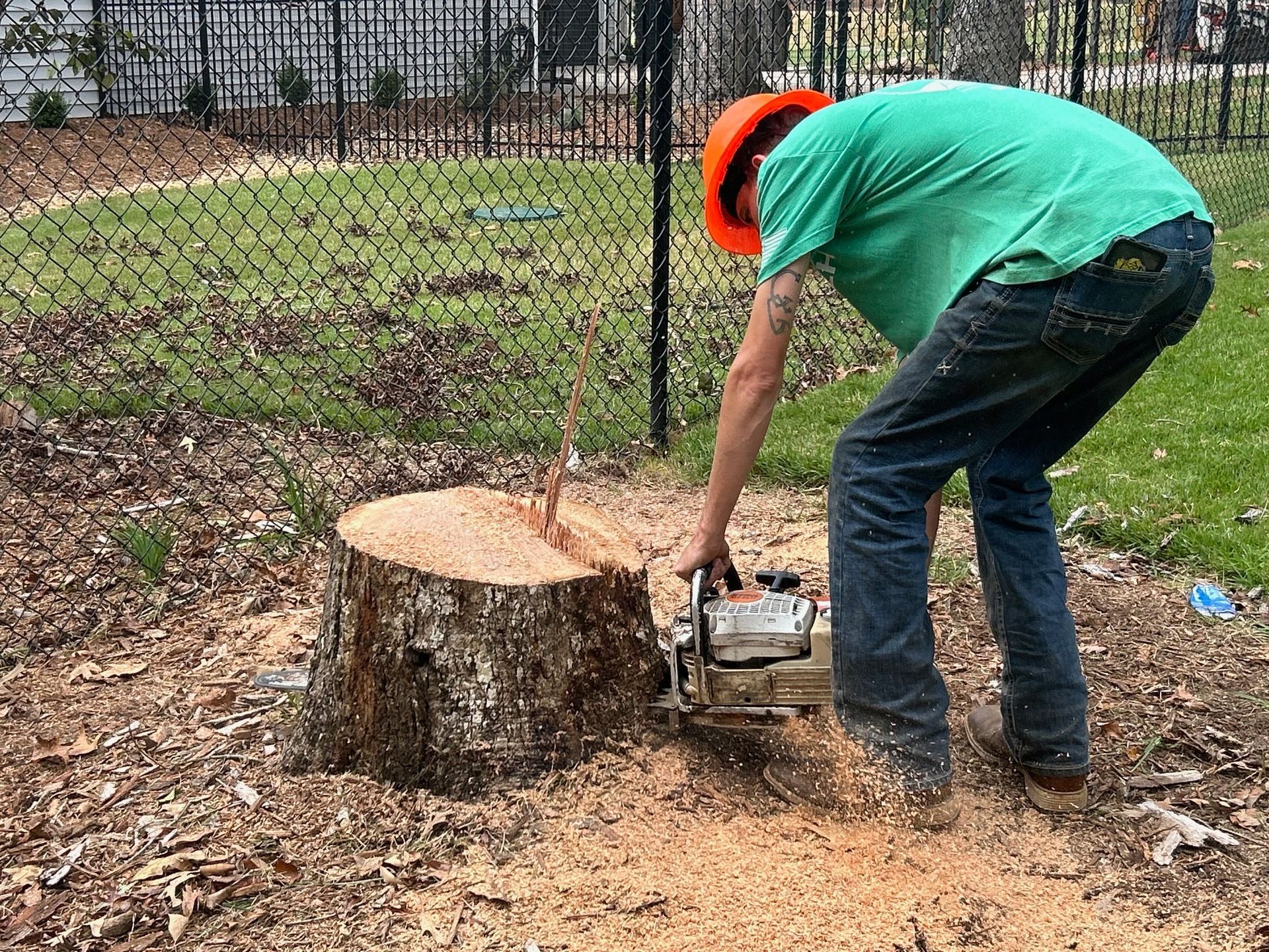 Person cutting birch log with a chainsaw in a forest; sawdust flies.