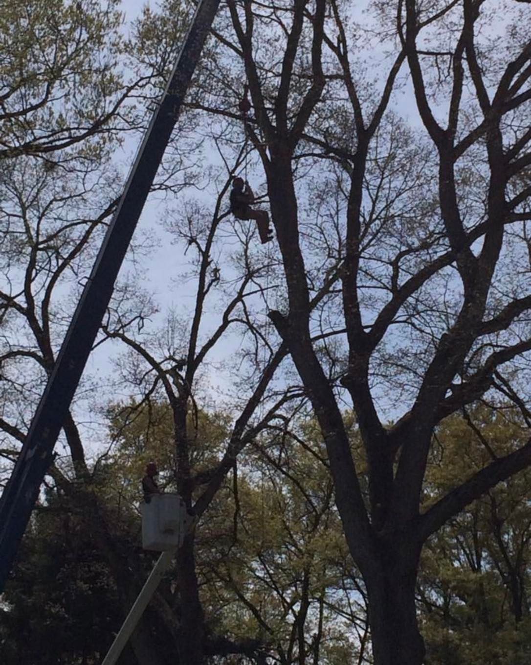 Person in a tree trimming with a cherry picker.