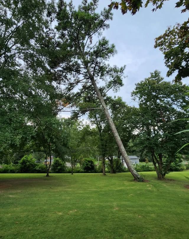 Green grass and trees in a yard, a tall tree leans with a power line visible.