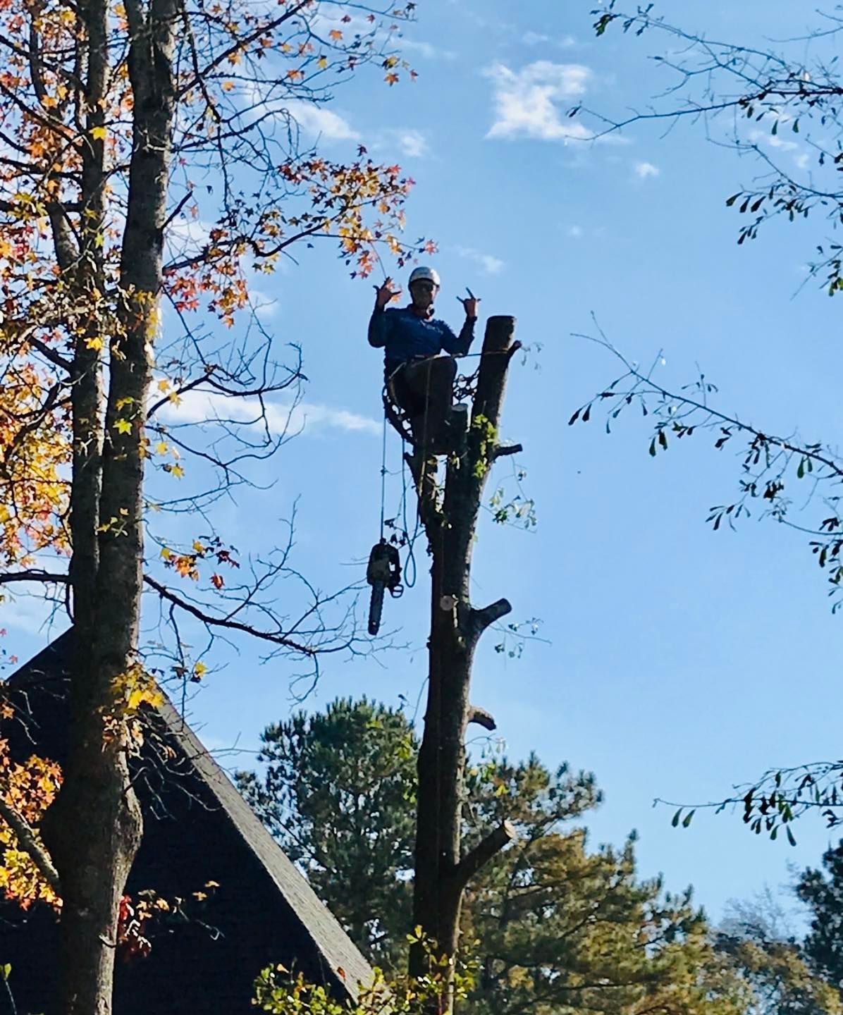 Arborist in tree, high up, gesturing peace sign, with chainsaw suspended below. Blue sky backdrop.