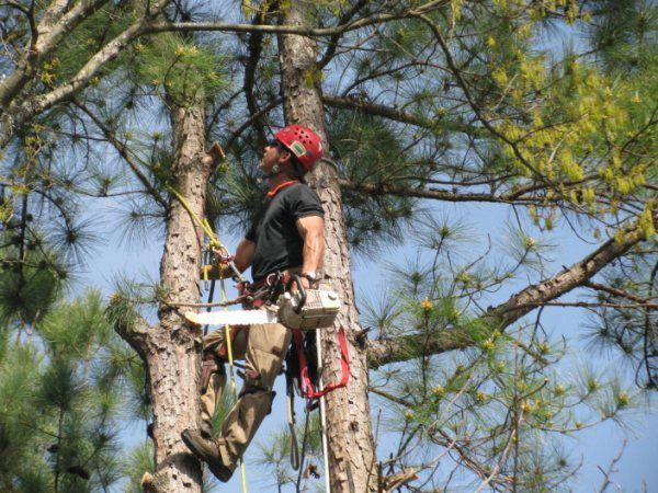 Arborist in a tree wearing safety gear, looking up, preparing to work.