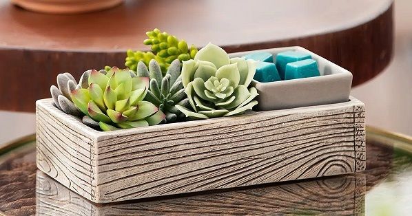 Suc-cute-lent Warmer Image