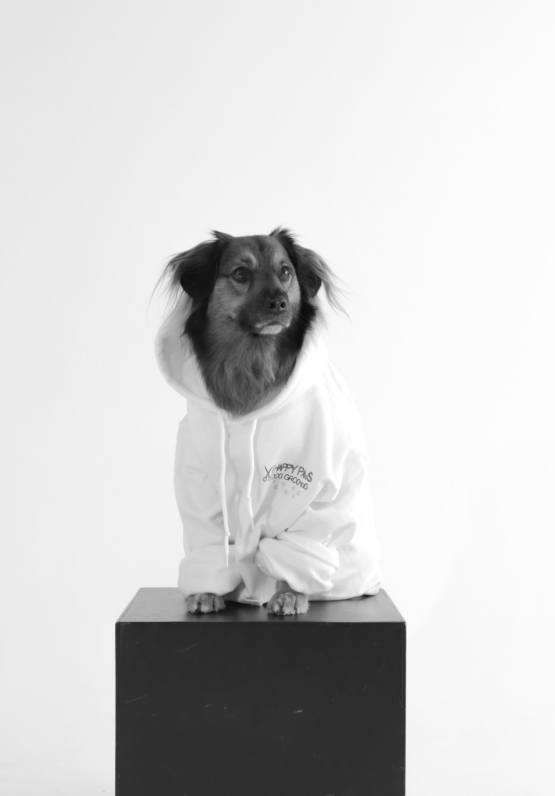 A black and white photo of a dog wearing a white hoodie