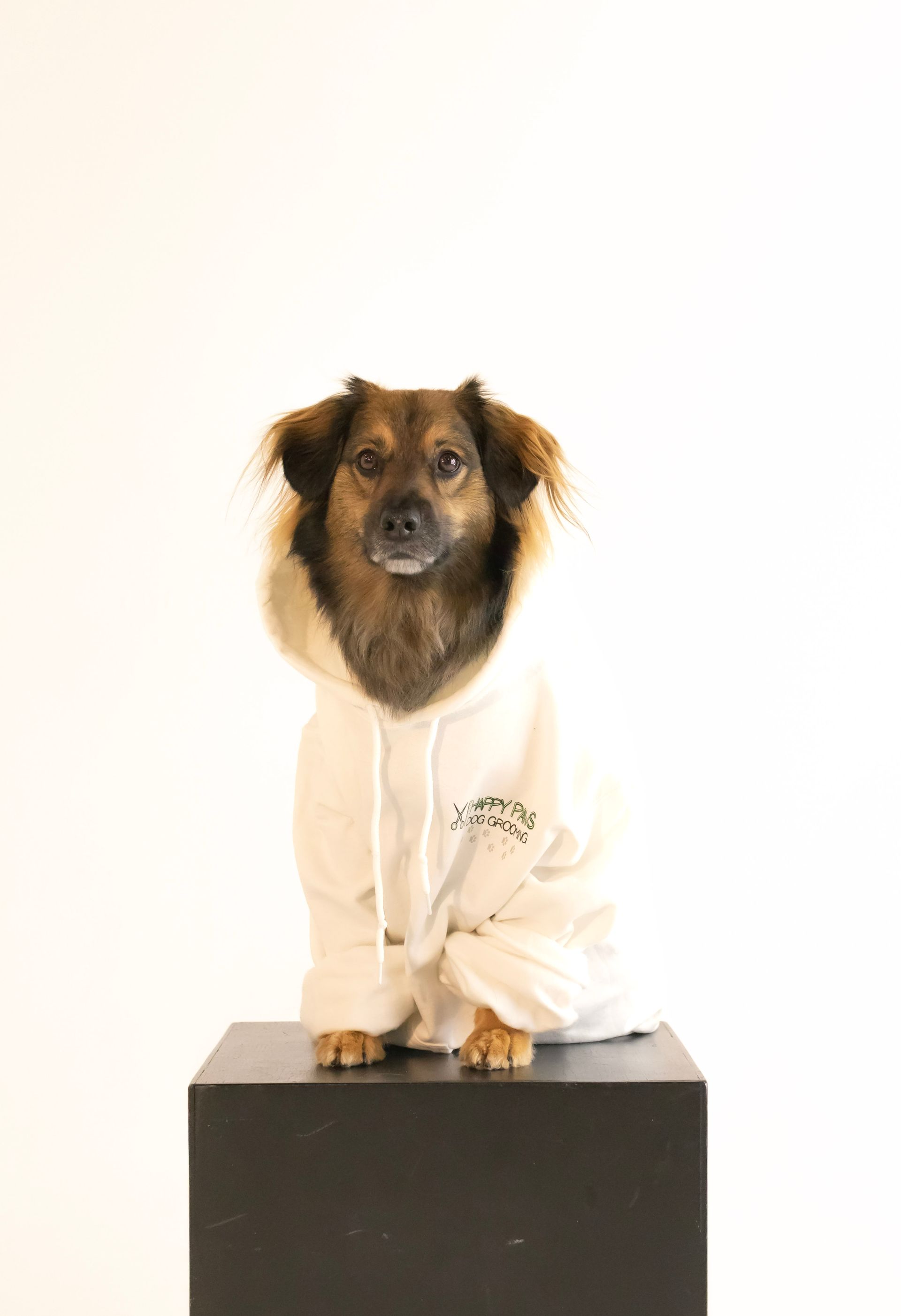 A small brown dog wearing a white hoodie is sitting on a black box.
