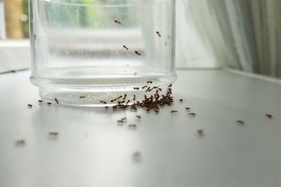 Ants home
