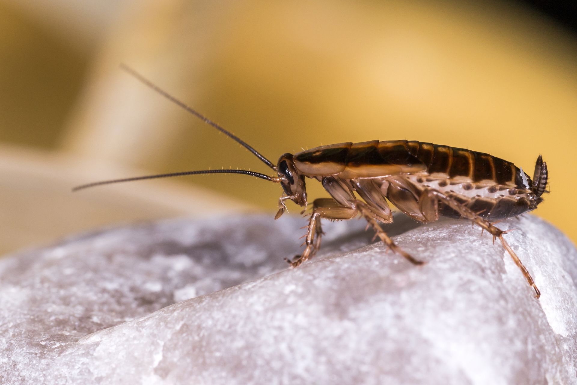 Cockroaches home
