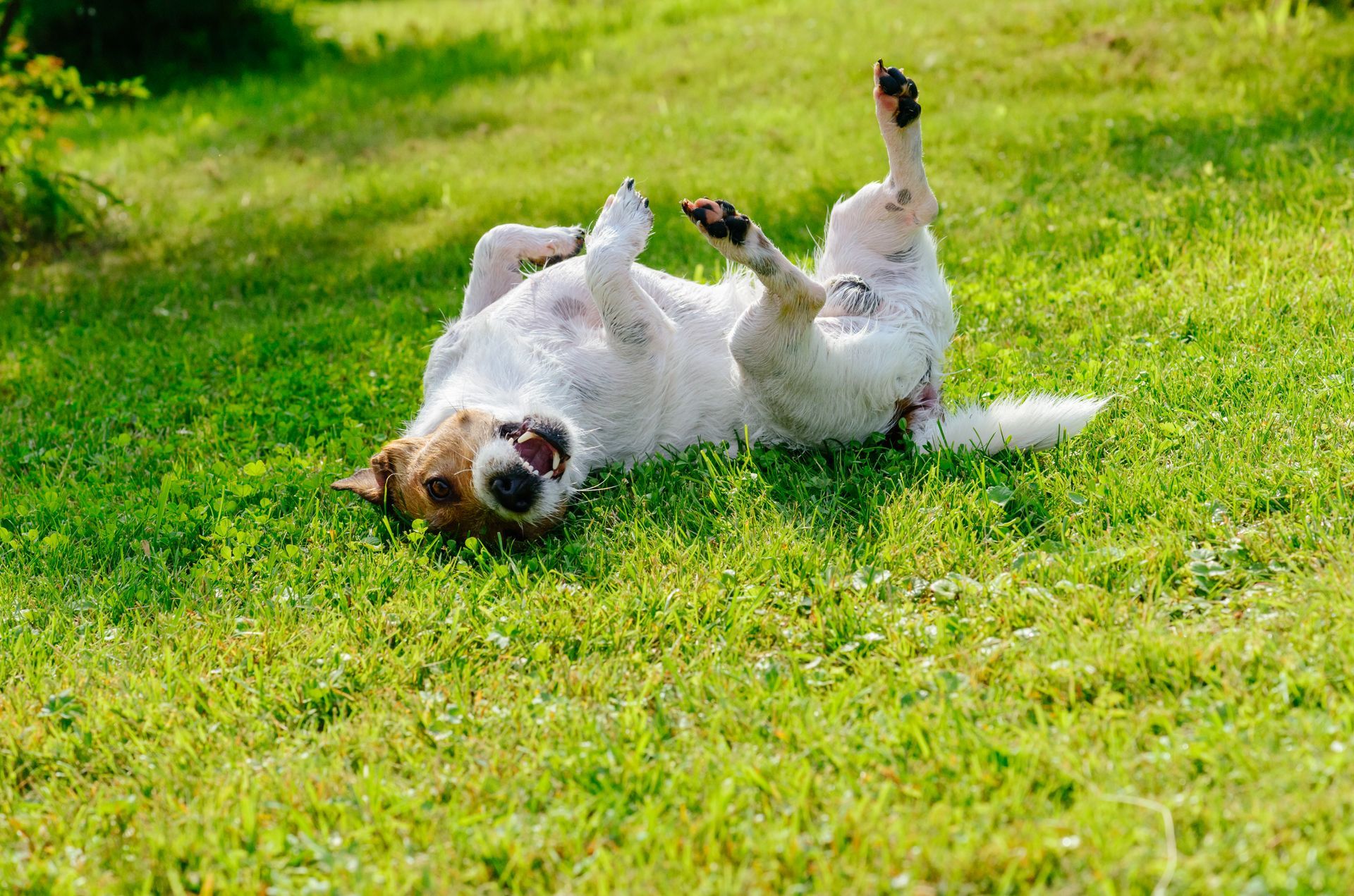 Outdoor fleas